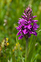 Marsh-orchid_Southern_LP0008_94_Sandwich