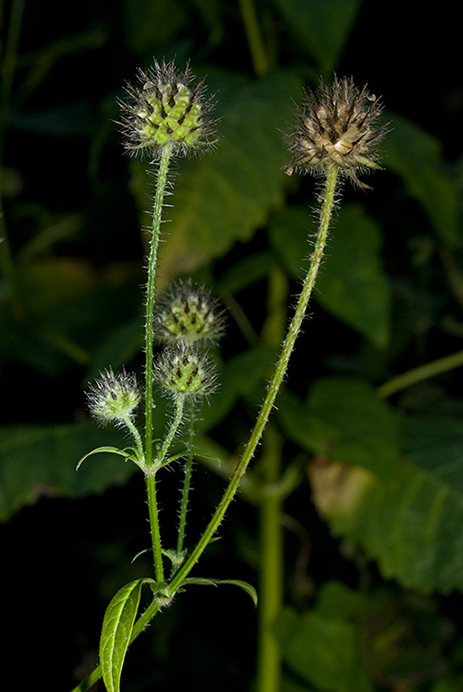 Teasel_Small_LP0183_03_Betchworth