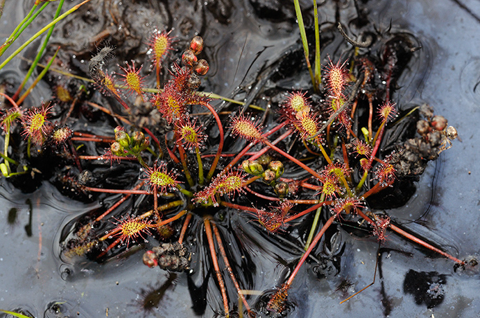 Sundew_Oblong-leaved_LP0331_09_Henley_Park