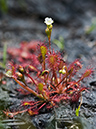 Sundew_Oblong-leaved_LP0216_20_Thursley