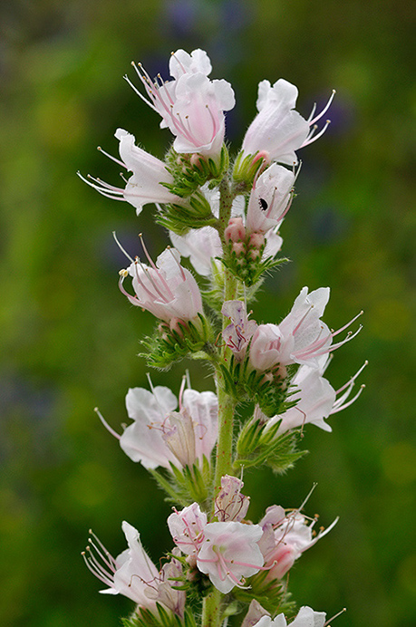 Bugloss_Vipers_LP0235_93_Betchworth_Quarry