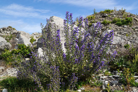 Bugloss_Vipers_LP0320_21_Portland