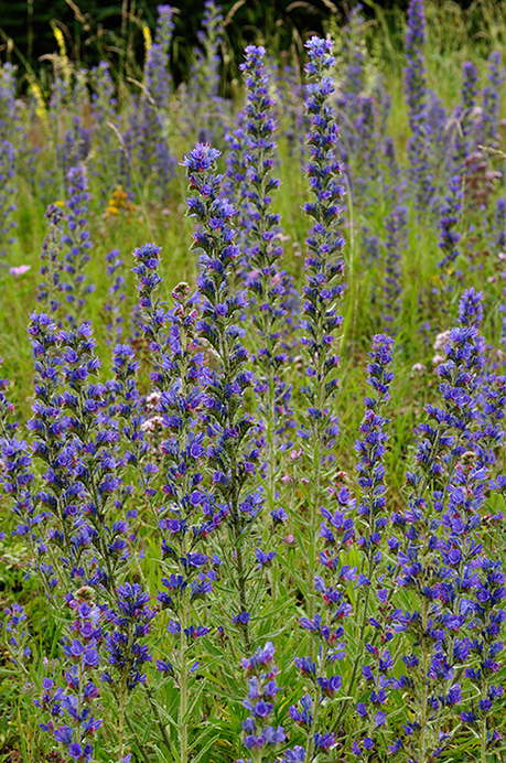 Bugloss_Vipers_LP0235_101_Betchworth_Quarry