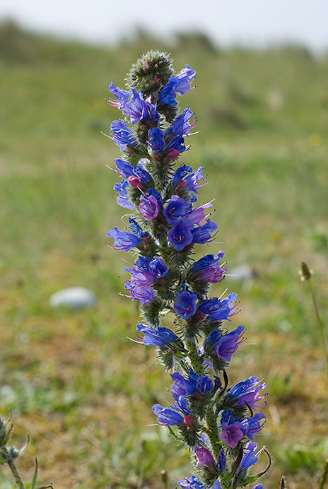 Bugloss_Vipers_LP0008_72_Sandwich