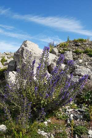 Bugloss_Vipers_LP0320_16_Portland