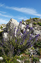 Bugloss_Vipers_LP0320_16_Portland