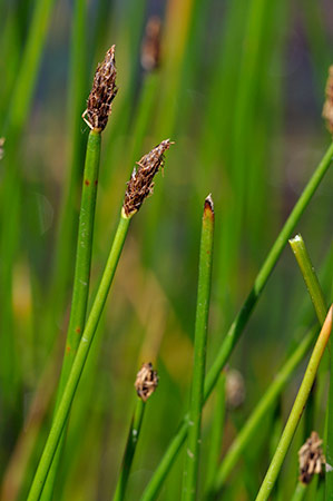 Spike-rush_Common_LP0232_52_Horsell_Common