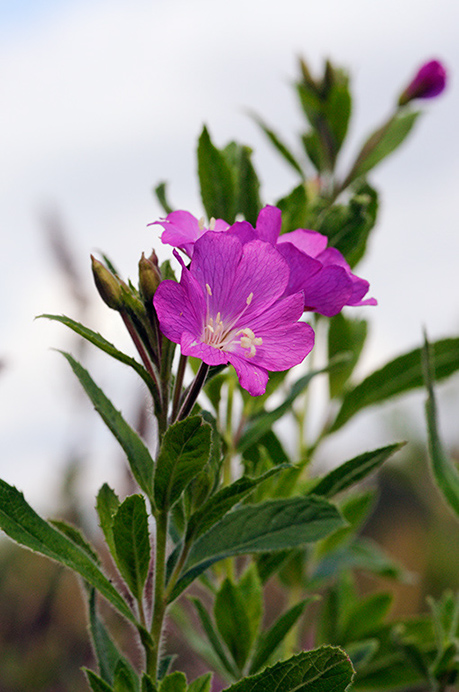 Willowherb_Great_LP0322_21_Hampton_Court