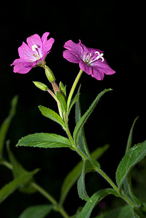 Willowherb_Great_LP0067_13_Chalkpit_Wood