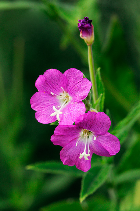 Willowherb_Great_LP0322_12_Hampton_Court