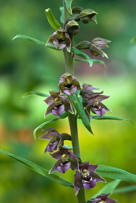 Helleborine_Broad-leaved_LP0063_03_Woldingham