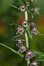 Helleborine_Broad-leaved_LP0063_11_Woldingham