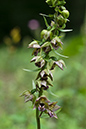 Helleborine_Broad-leaved_LP0013_04_Titsey