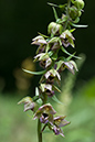 Helleborine_Broad-leaved_LP0013_15_Titsey