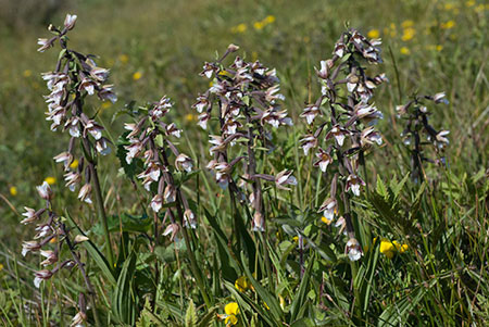 Helleborine_Marsh_LP0155_02_Dawlish_Warren