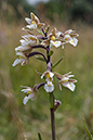 Helleborine_Marsh_LP0057_09_Sandwich