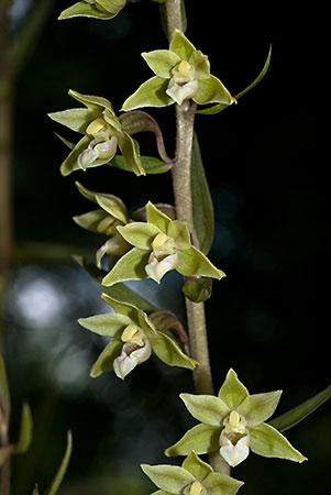 Helleborine_Violet_LP0069_10_Box_Hill