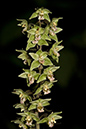 Helleborine_Violet_LP0168_14_Dunsfold_Common