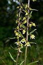 Helleborine_Violet_LP0069_05_Box_Hill