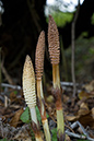 Horsetail_Field_LP0198_15_Godstone