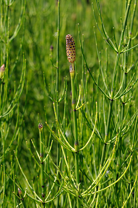 Horsetail_Marsh_LP0313_157_Papercourt_Marshes