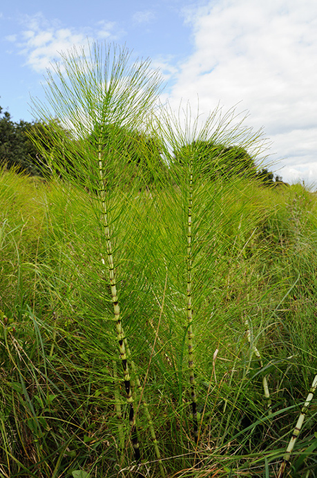 Horsetail_Great_LP0386_57_Compton