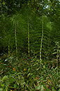 Horsetail_Great_LP0187_06_Godalming