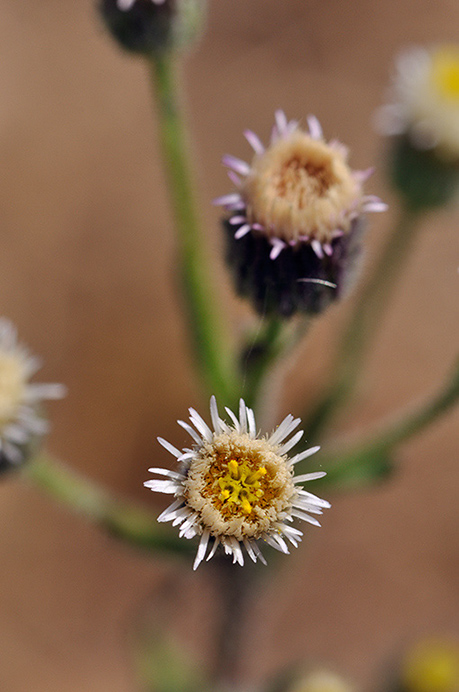 Fleabane_Blue_LP0282_15_Merstham