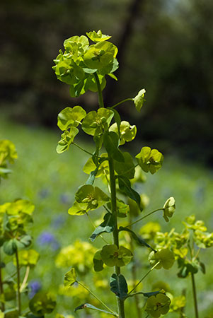 Spurge_Wood_LP0036_24_Harewoods