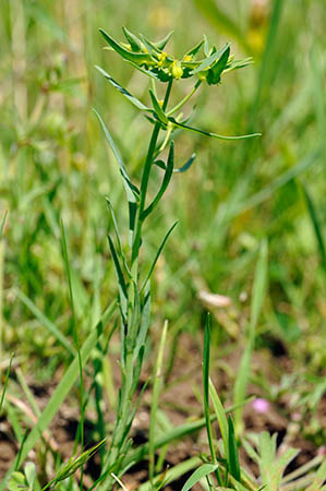 Spurge_Dwarf_LP0245_64_Polesden_Lacey