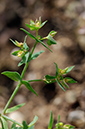 Spurge_Dwarf_LP0328_09_Langley_Bottom