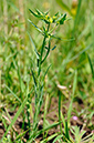 Spurge_Dwarf_LP0245_64_Polesden_Lacey