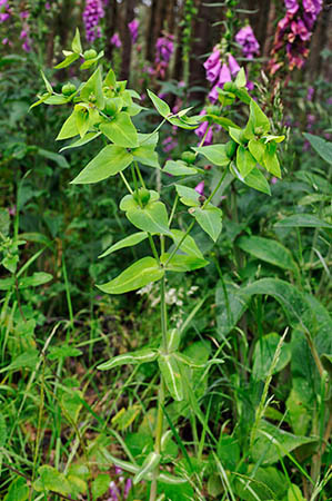 Spurge_Caper_LP0249_11_Limpsfield_Chart