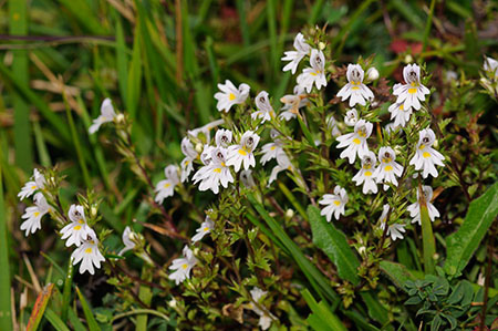 Eyebright_Chalk_LP0333_02_Box_Hill