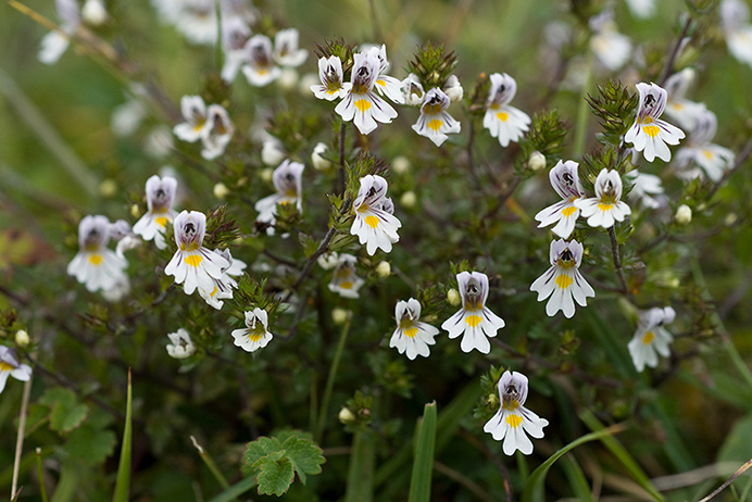 Eyebright_Chalk_LP0179_20_Ranmore