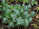 Cudweed_Common_LP0364_16_Seale