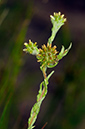 Cudweed_Common_LP0321_19_Esher_Common