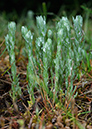 Cudweed_Common_LP0364_49_Seale