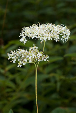 Meadowsweet_LP0071_09_Hedgecourt