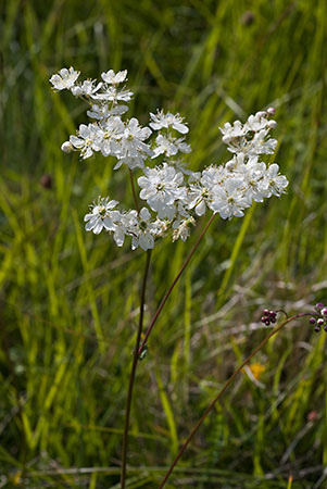 Dropwort_LP0146_30_Box_Hill