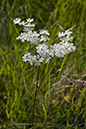 Dropwort_LP0146_30_Box_Hill