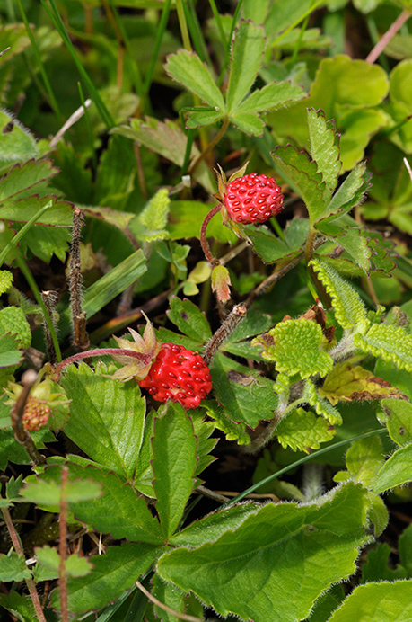 Strawberry_Wild_LP0316_57_Fraser_Down