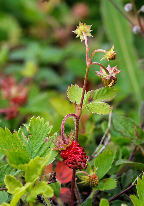 Strawberry_Wild_LP0316_98_Fraser_Down