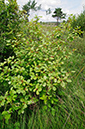 Buckthorn_Alder_LP0251_44_Chobham_Common