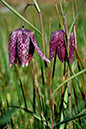 Fritillary_Snakeshead_LP0239_01_Coldharbour