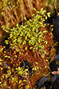 Bonfire-moss_LP0268_59_Hindhead