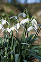 Snowdrop_LP0088_10_Box_Hill