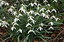 Snowdrops_LP0346_64_Leith_Hill