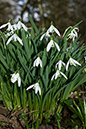 Snowdrop_LP0090_09_Staffhurst_Wood