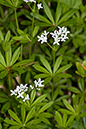 Woodruff_LP0126_07_Warburg